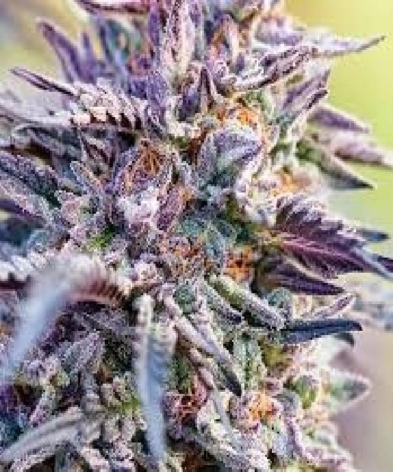 Bubblegum feminised Cannabis Seeds