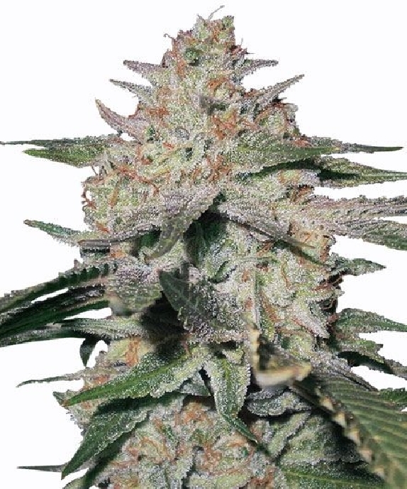 Northern Lights Feminised Cannabis Seeds