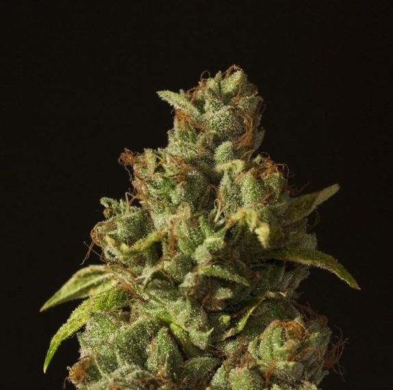 O.G Kush feminised Cannabis Seeds