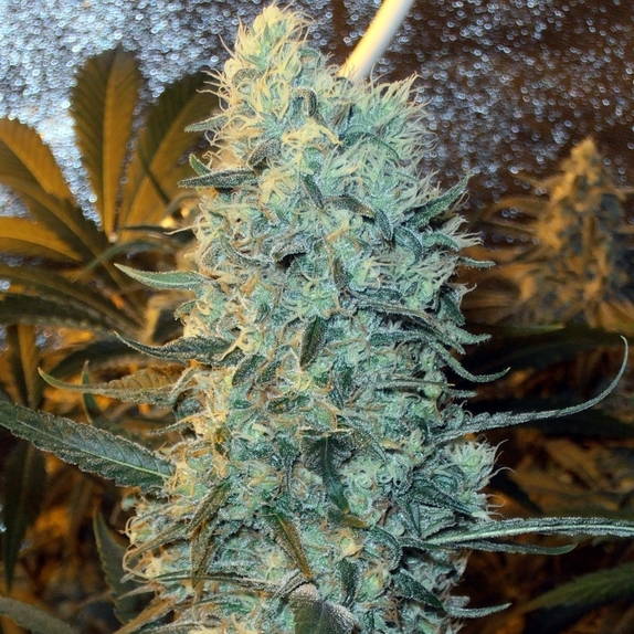 Power Plant feminised Cannabis Seeds