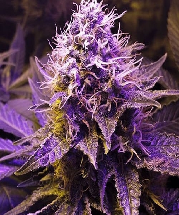 Purple haze feminised Cannabis Seeds