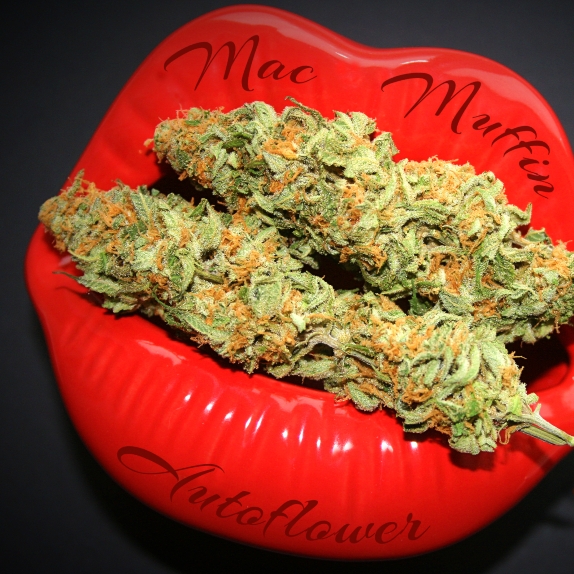 Mac Muffin auto feminised Cannabis Seeds