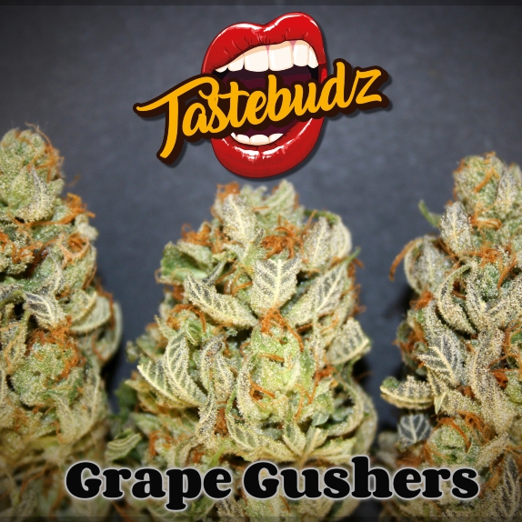 Grape Gushers feminised Cannabis Seeds