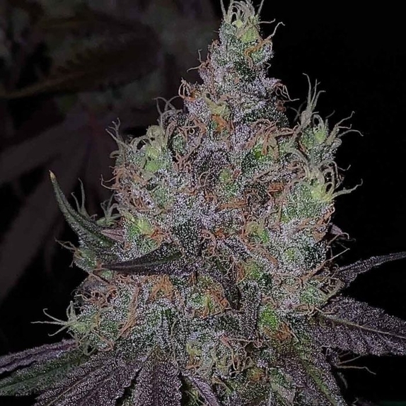 Bruntz Feminised Cannabis Seeds