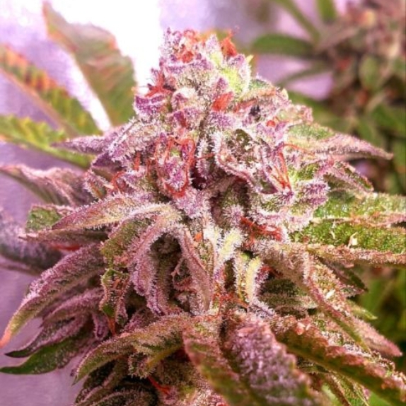 Strawberry Wedding Cake Feminised Cannabis Seeds