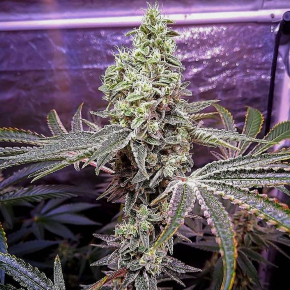 Strawberry Sunset Feminised Cannabis Seeds