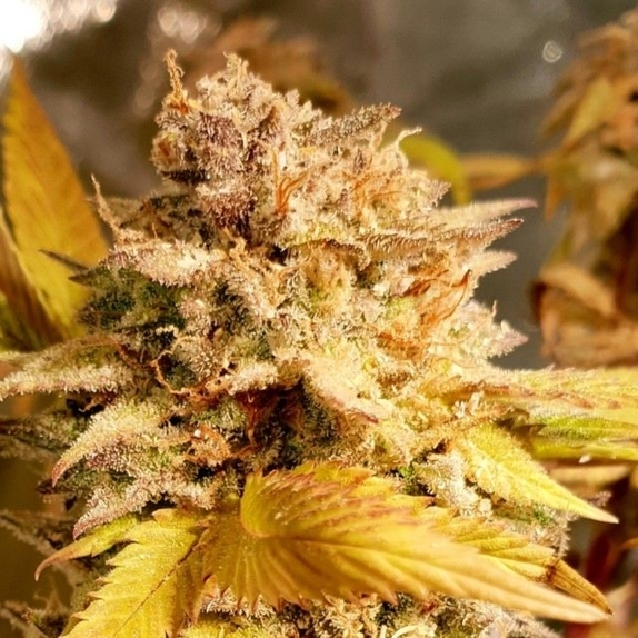 Fizzy Peach Feminised Cannabis Seeds