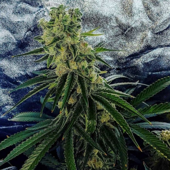 Strawberry Dawg Pound Feminised Cannabis Seeds