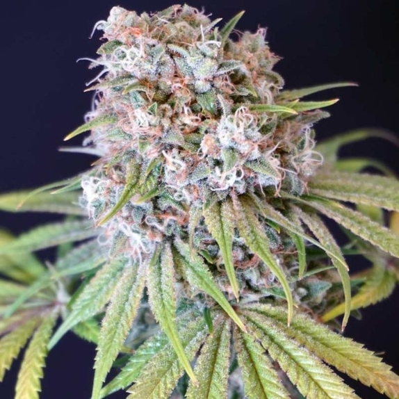 Melon Cheddar Feminised Cannabis Seeds