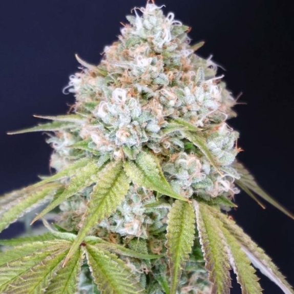 Melo Rado Feminised Cannabis Seeds