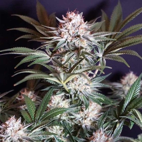 Rocky Melon Feminised Cannabis Seeds
