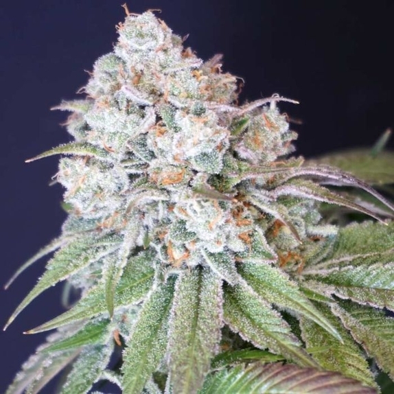 Dog Fruit Feminised Cannabis Seeds