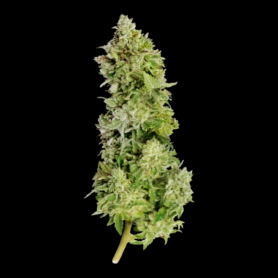 Beast Mode Auto feminised Cannabis Seeds