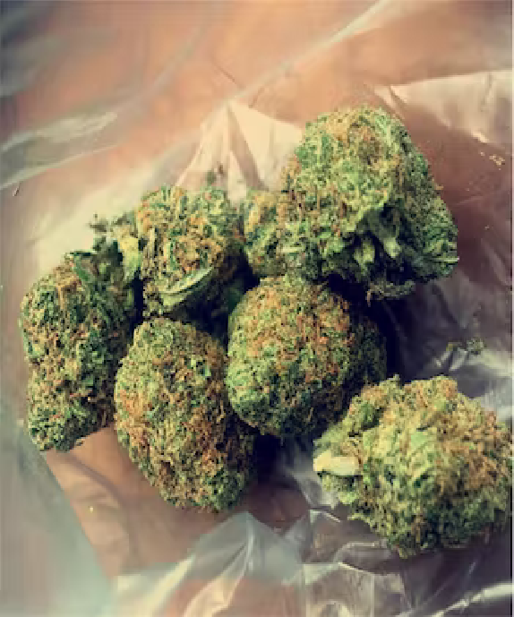 Orange Bud Feminised Cannabis Seeds