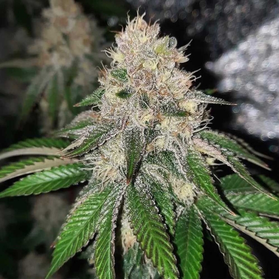 Frozen Rose Feminised Cannabis Seeds