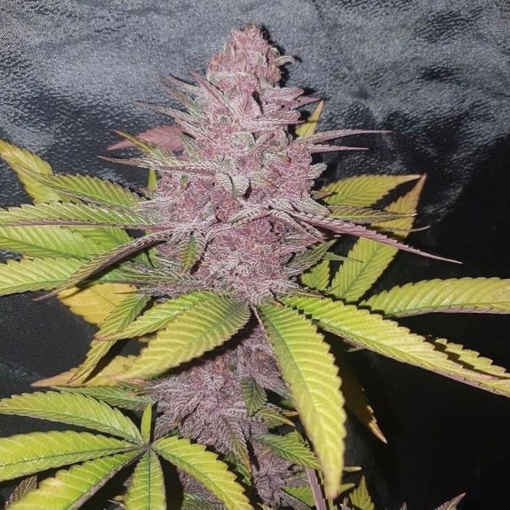 Conscious Kush V2 Feminised Cannabis Seeds