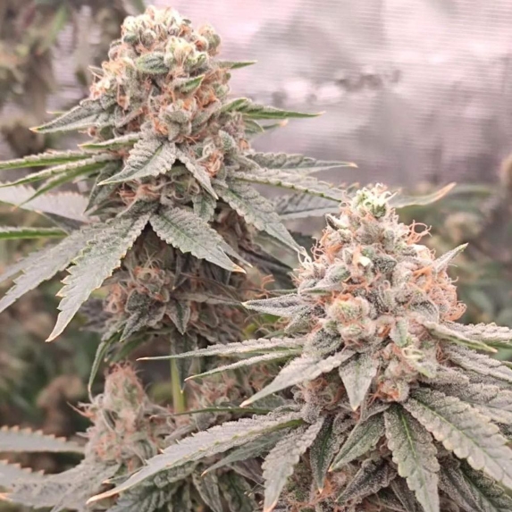 London Velvet Cake feminised Cannabis Seeds