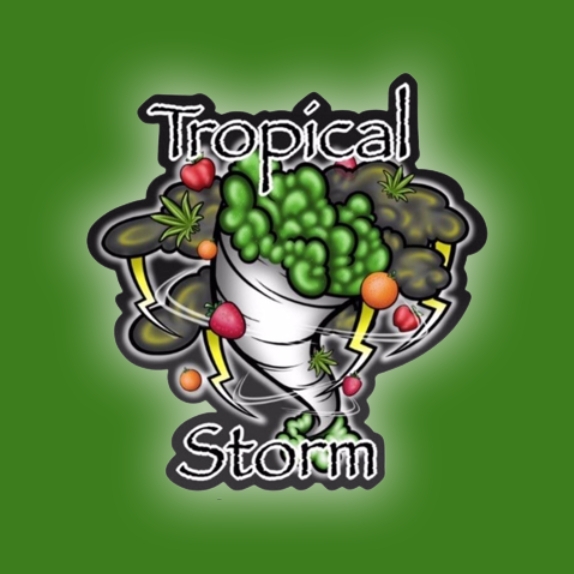 Tropical Storm Regular Cannabis Seeds