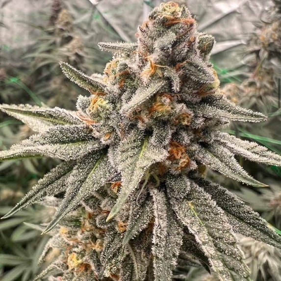 Orange Runtz Cake feminised Cannabis Seeds