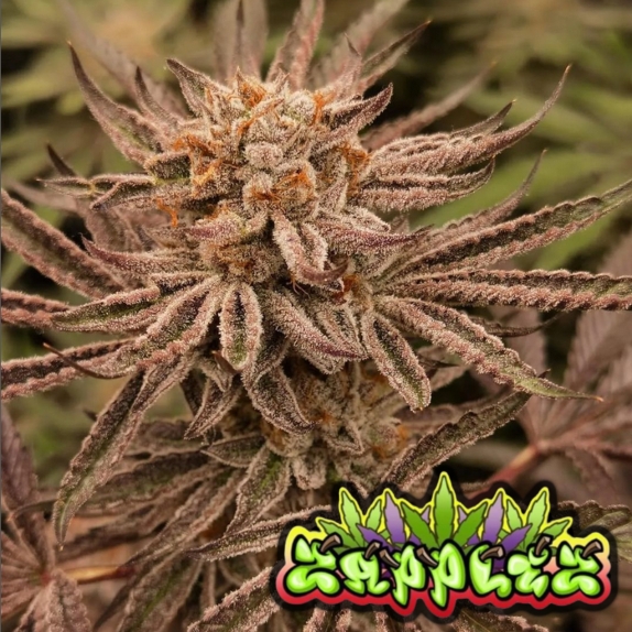 Zapplez feminised Cannabis Seeds