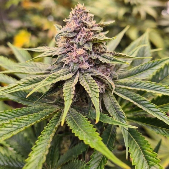 Sour McKuntz feminised Cannabis Seeds