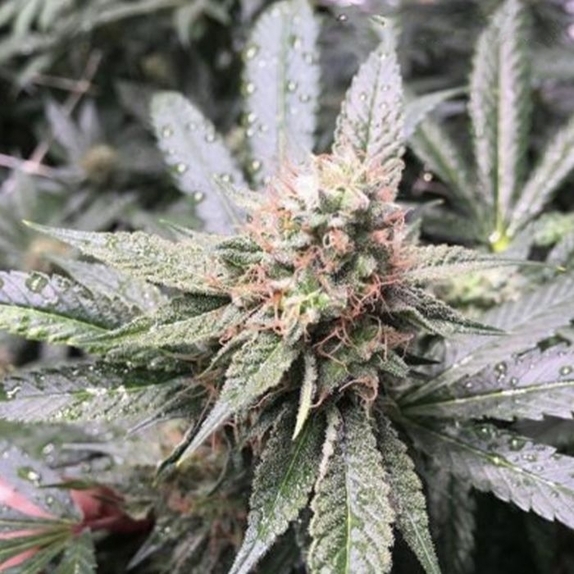 Grape Nana Regular Cannabis Seeds