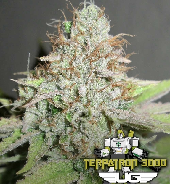 Terpatron 3000 F2 Feminised Cannabis Seeds