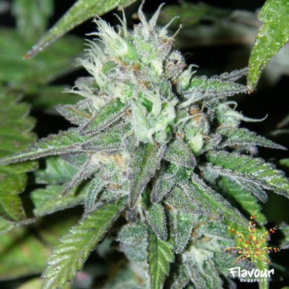 Goji OG feminised Cannabis Seeds