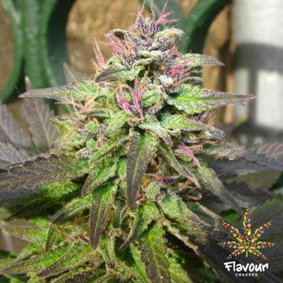 Pink Runtz feminised Cannabis Seeds