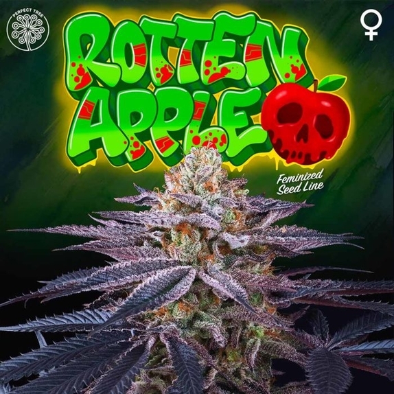 Rotten Apple Feminised Cannabis Seeds