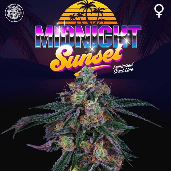 Midnight Sunset Feminised Cannabis Seeds