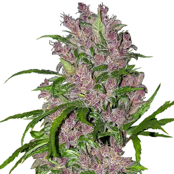 Purple Bud Automatic Cannabis Seeds