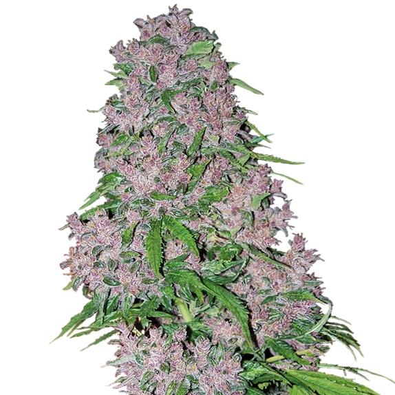 Purple Bud  Cannabis Seeds