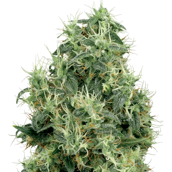 White Gold Cannabis Seeds