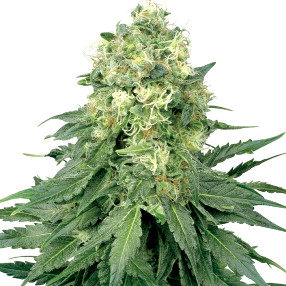 White Widow Feminised Cannabis Seeds