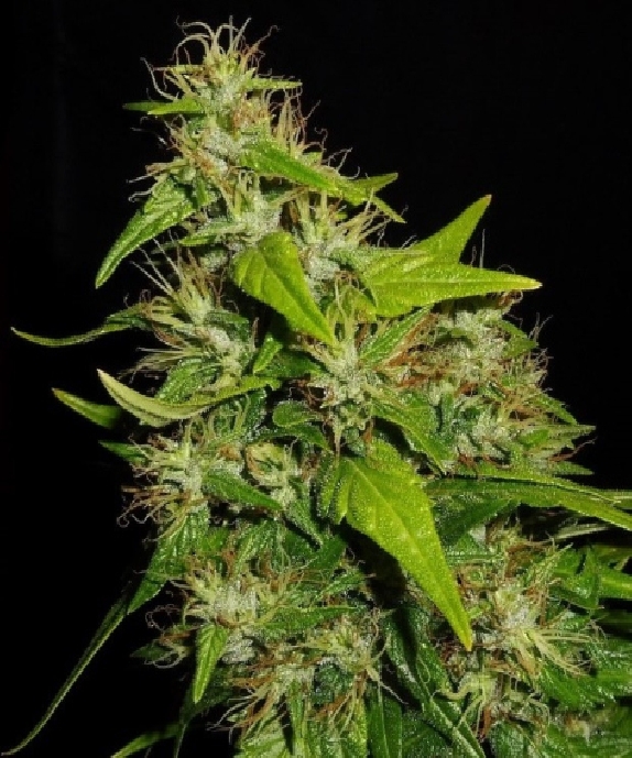 Tikal feminised Cannabis Seeds