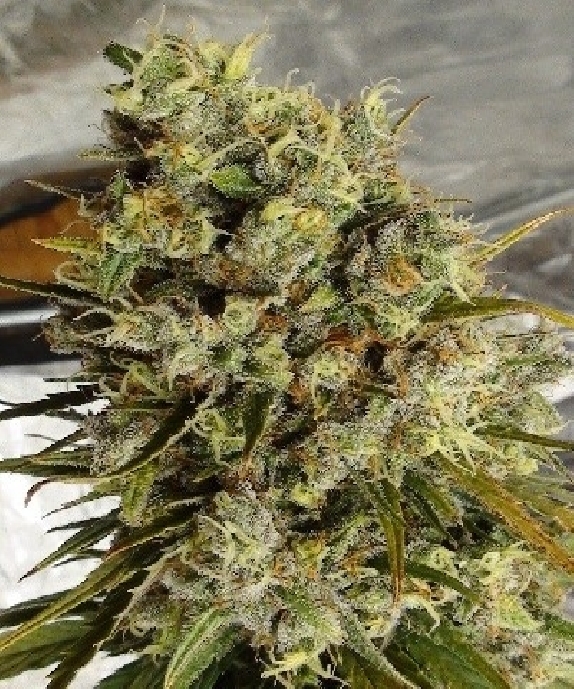 Haze x Kali China Feminized Cannabis Seeds