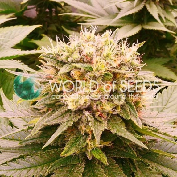 Harlequeen THC Free Cannabis Seeds