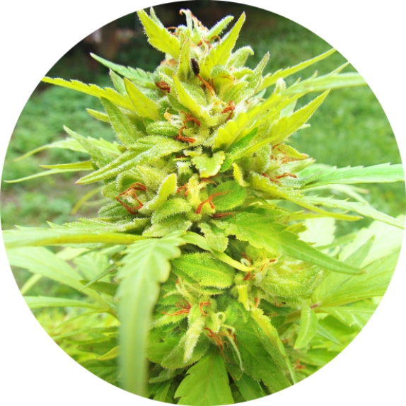Golden Cannary Regular Cannabis Seeds