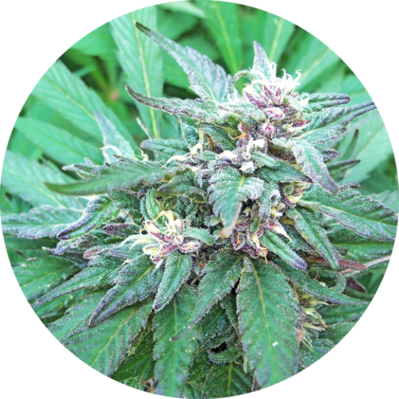 Blueberry Crystal Regular Cannabis Seeds