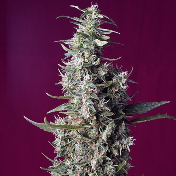 Sweet Cherry Pie Cannabis Seeds