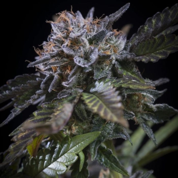 White Noise Feminised Cannabis Seeds