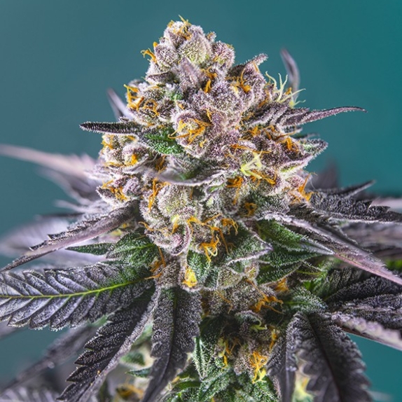 Red Strawberry Banana Auto feminised Cannabis Seeds