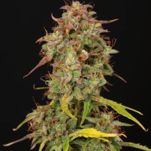 Santa Marta Haze auto Cannabis Seeds