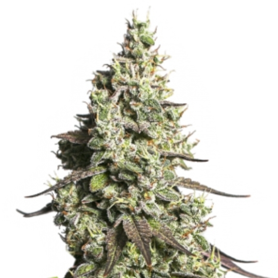 Moby Dick Auto Cannabis Seeds