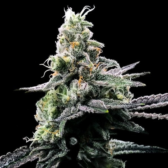 Purple Kosher Feminised Cannabis Seeds