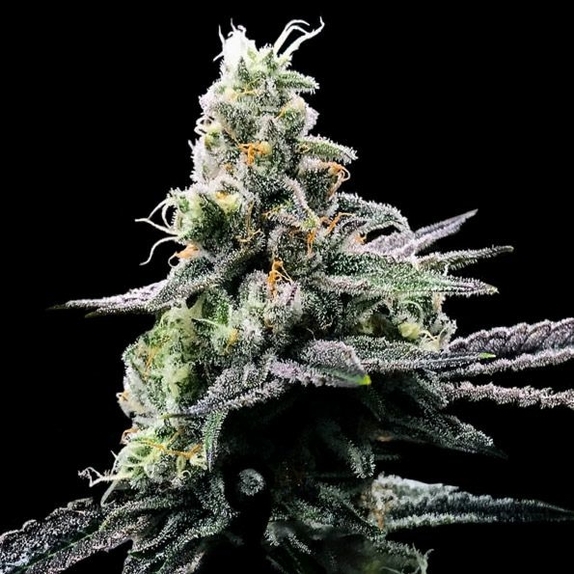 Purple Kosher feminised Cannabis Seeds