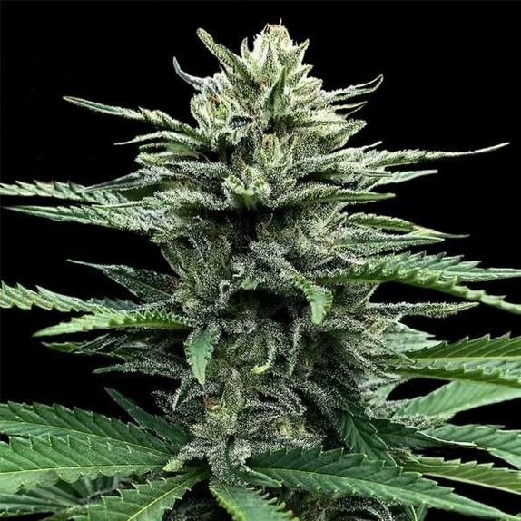 Strawberry Banana Auto Cannabis Seeds