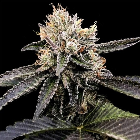 Cataract cake feminised Cannabis Seeds