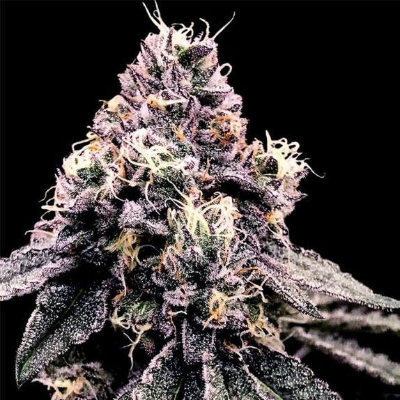 Kosher Pie Feminised Cannabis Seeds